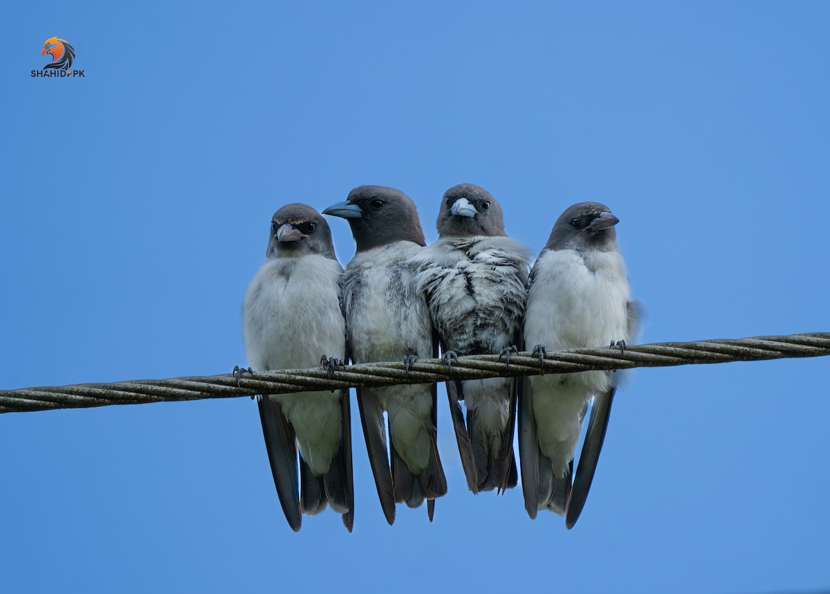 White-breasted Woodswallow - ML620035046