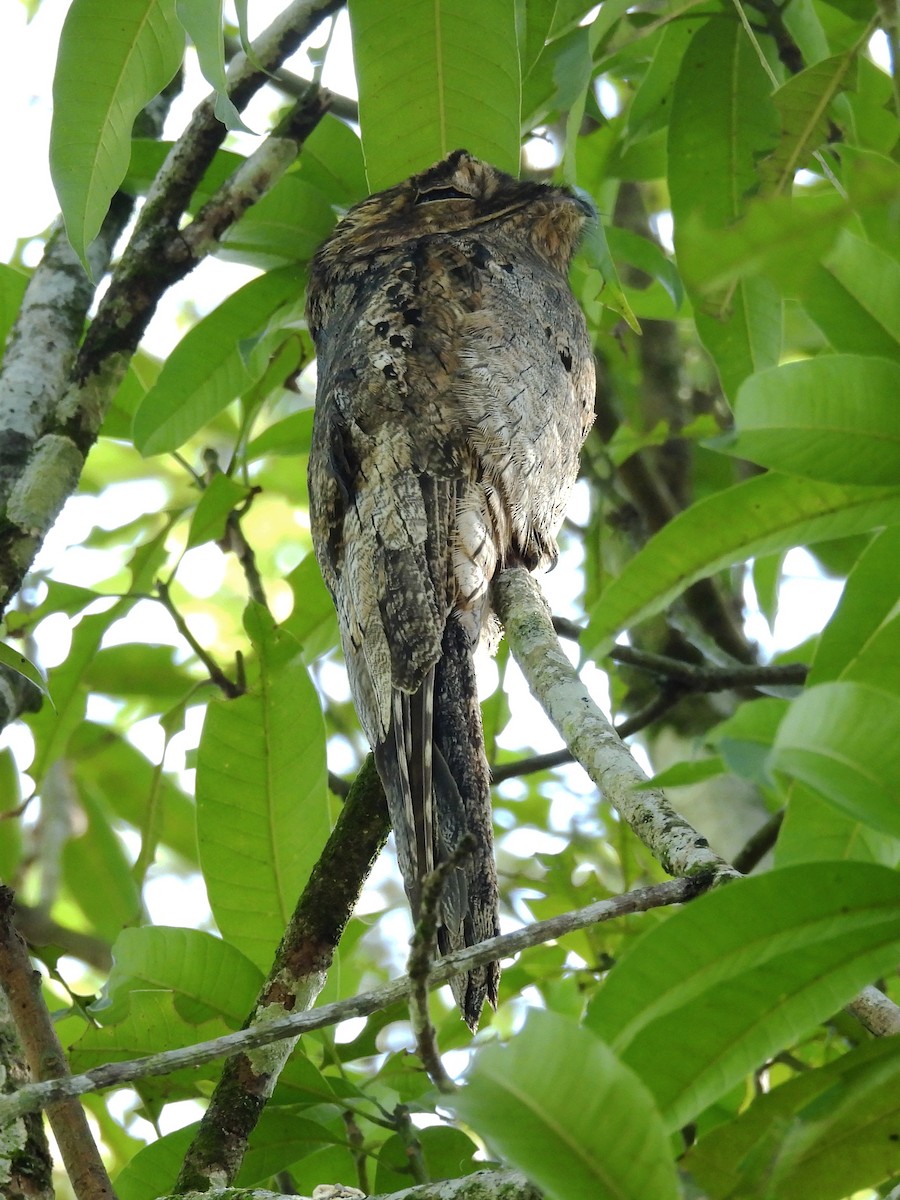 Common Potoo - ML620035049