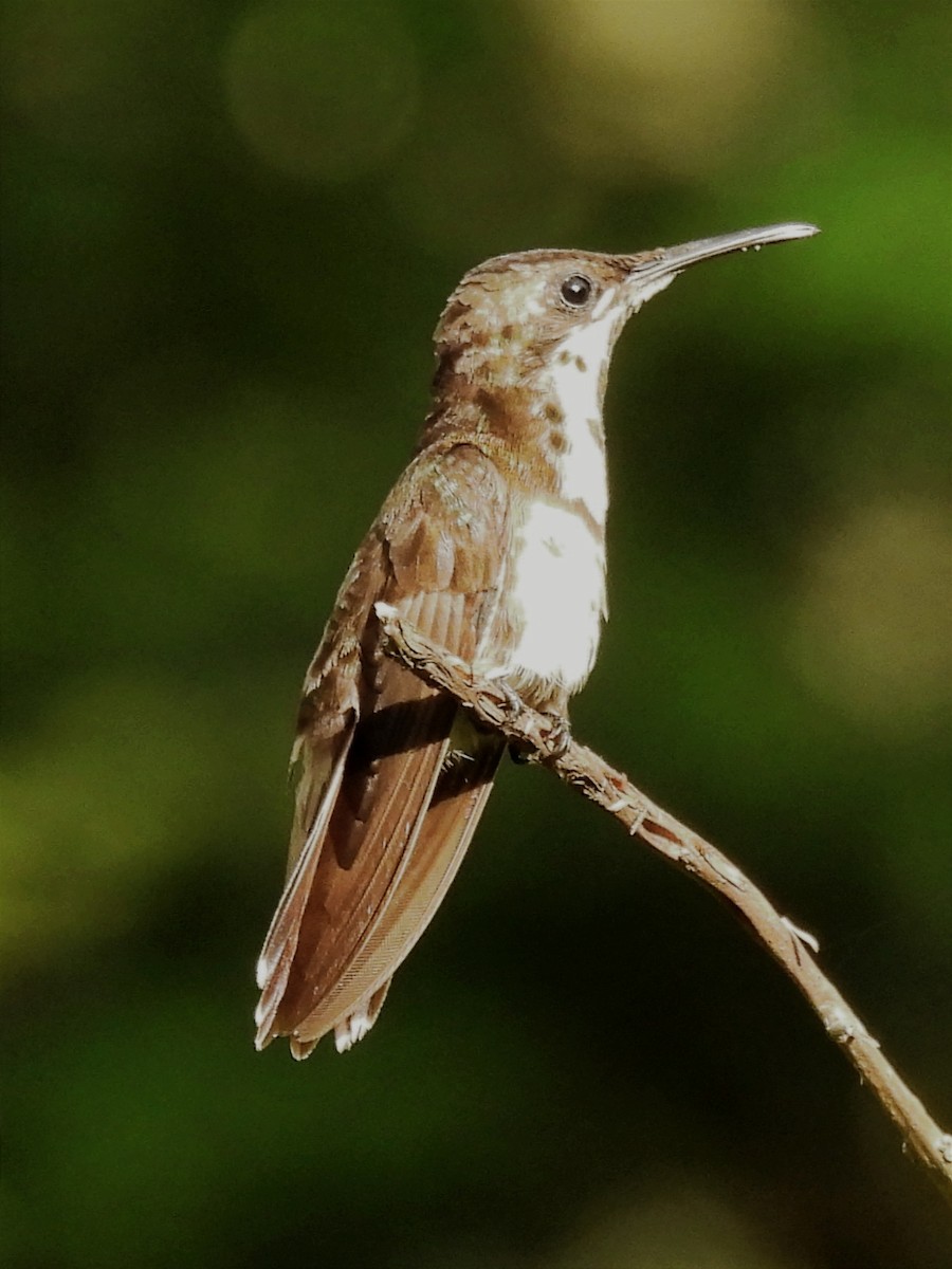 Ruby-topaz Hummingbird - Jhon Carlos Andres Rivera Higuera