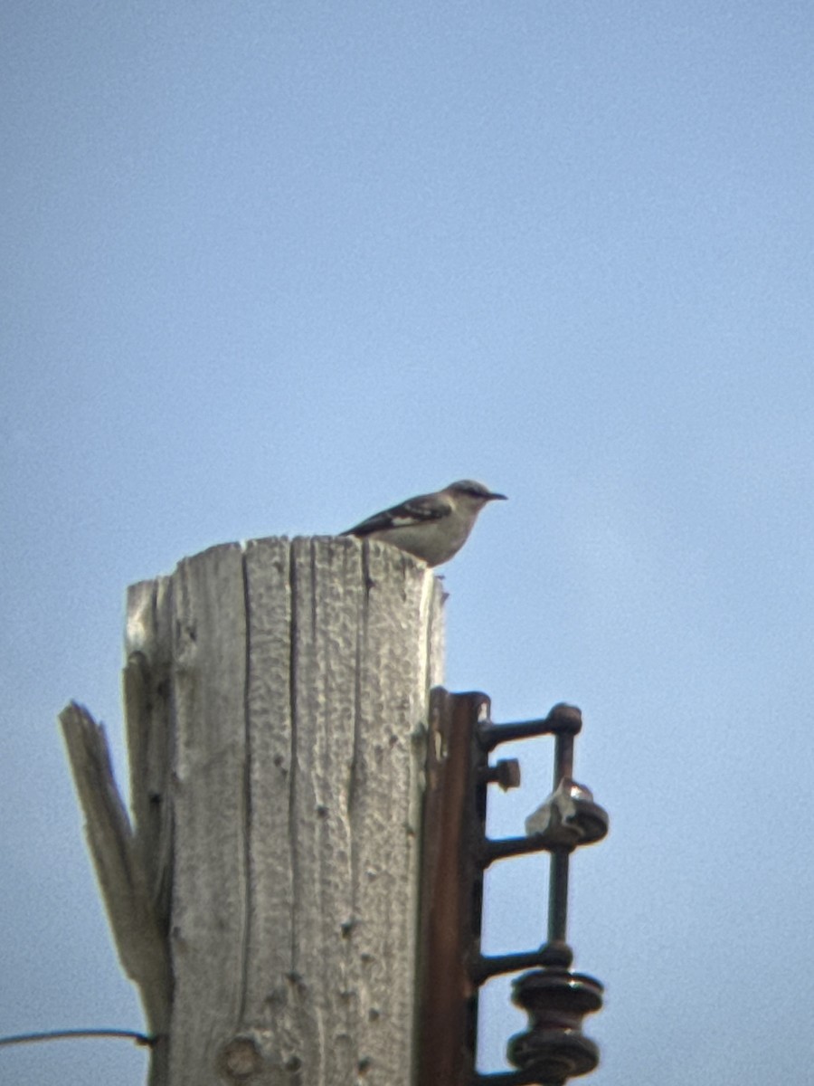 Northern Mockingbird - ML620035063