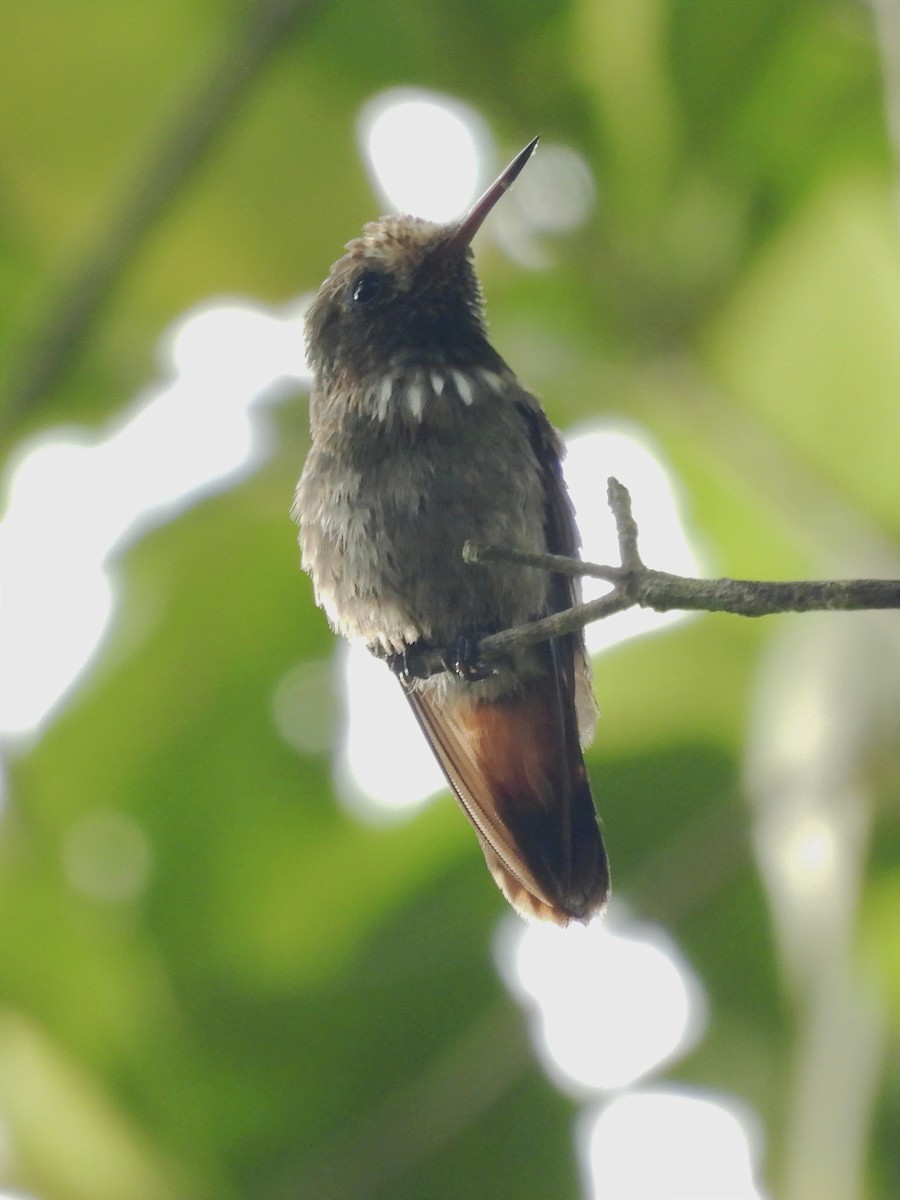 Spangled Coquette - Jhon Carlos Andres Rivera Higuera