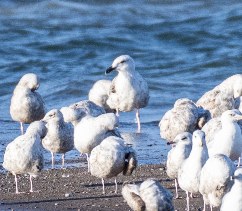 Great Black-backed Gull - ML620035084