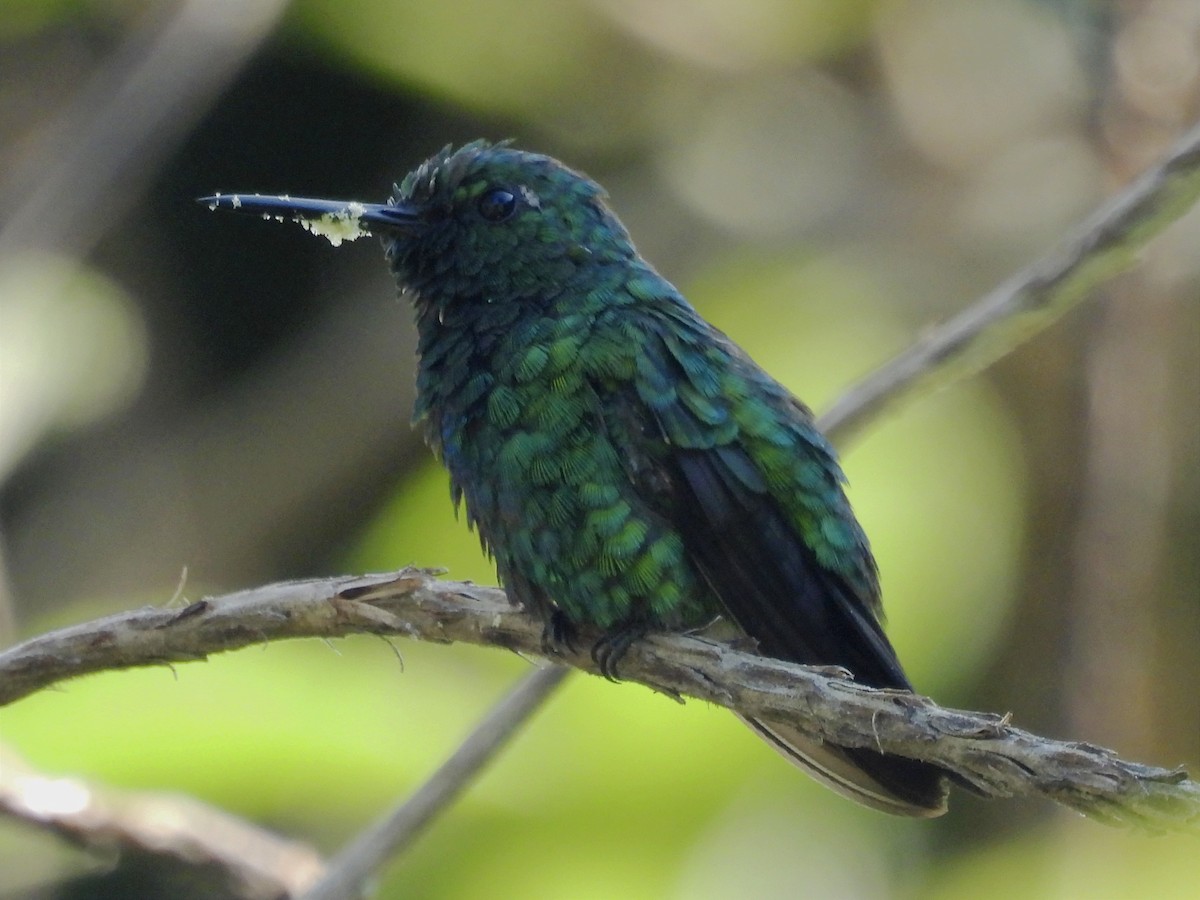 kolibřík modroocasý - ML620035100
