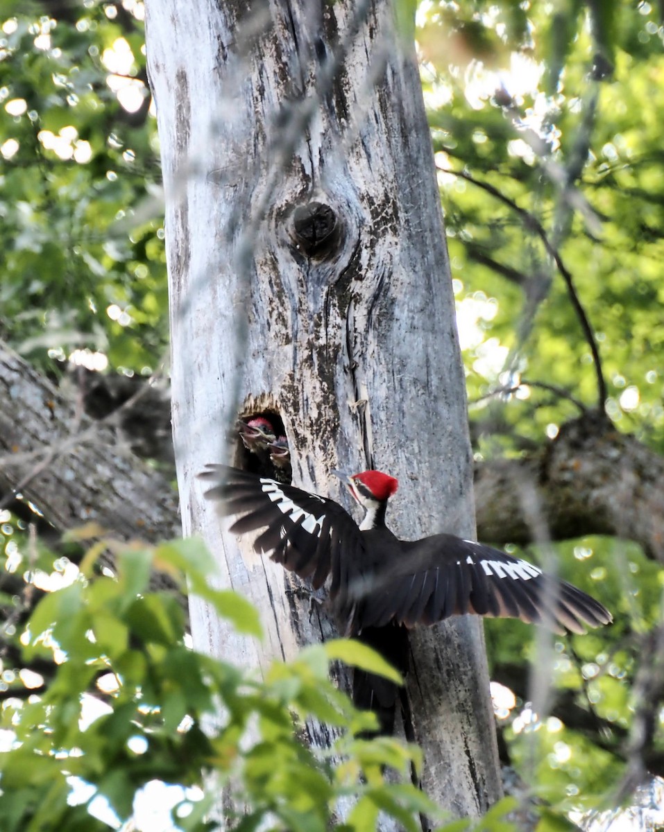 Pileated Woodpecker - ML620035104
