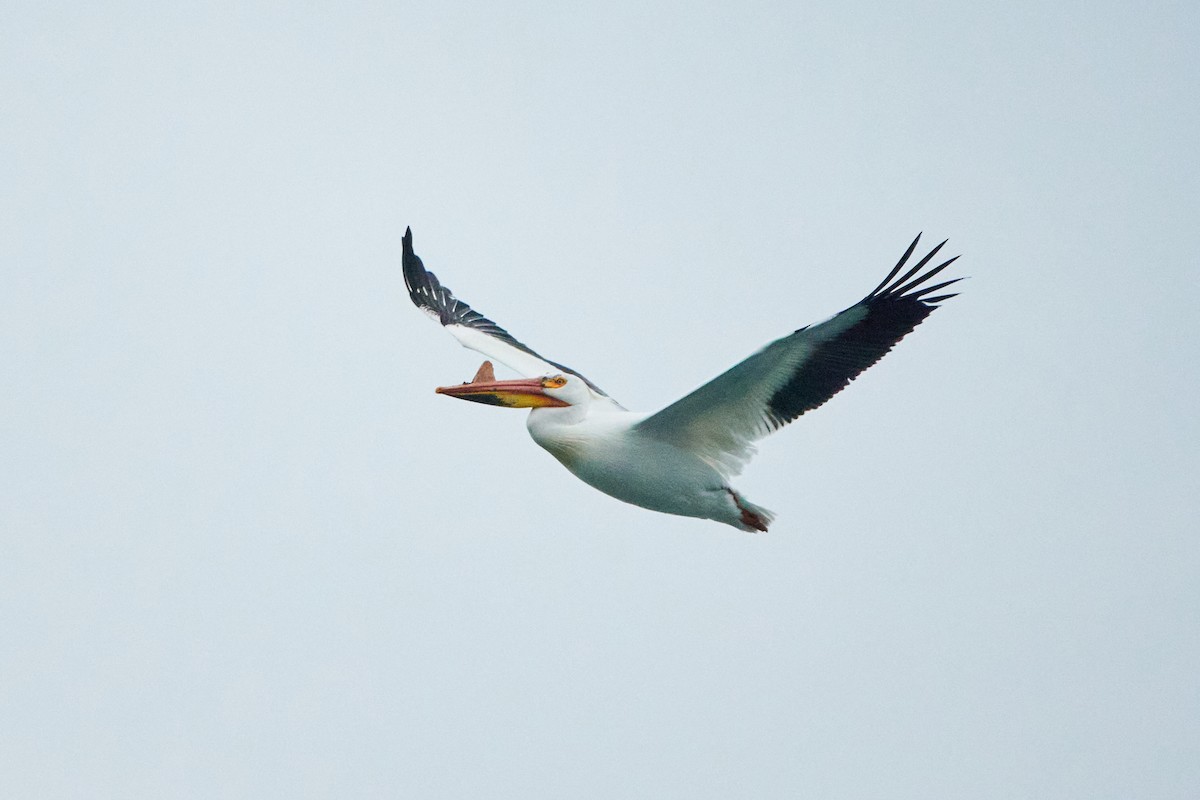 pelikán severoamerický - ML620035108