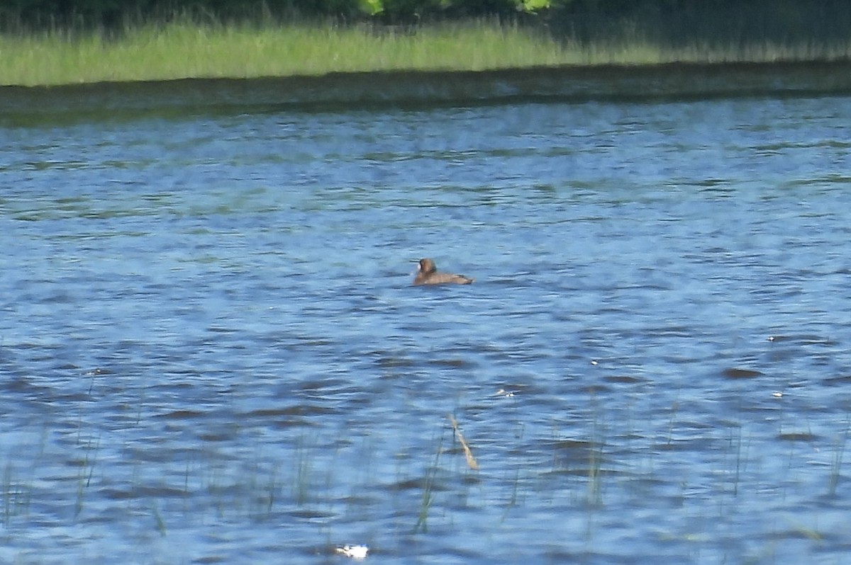 Greater Scaup - ML620035109