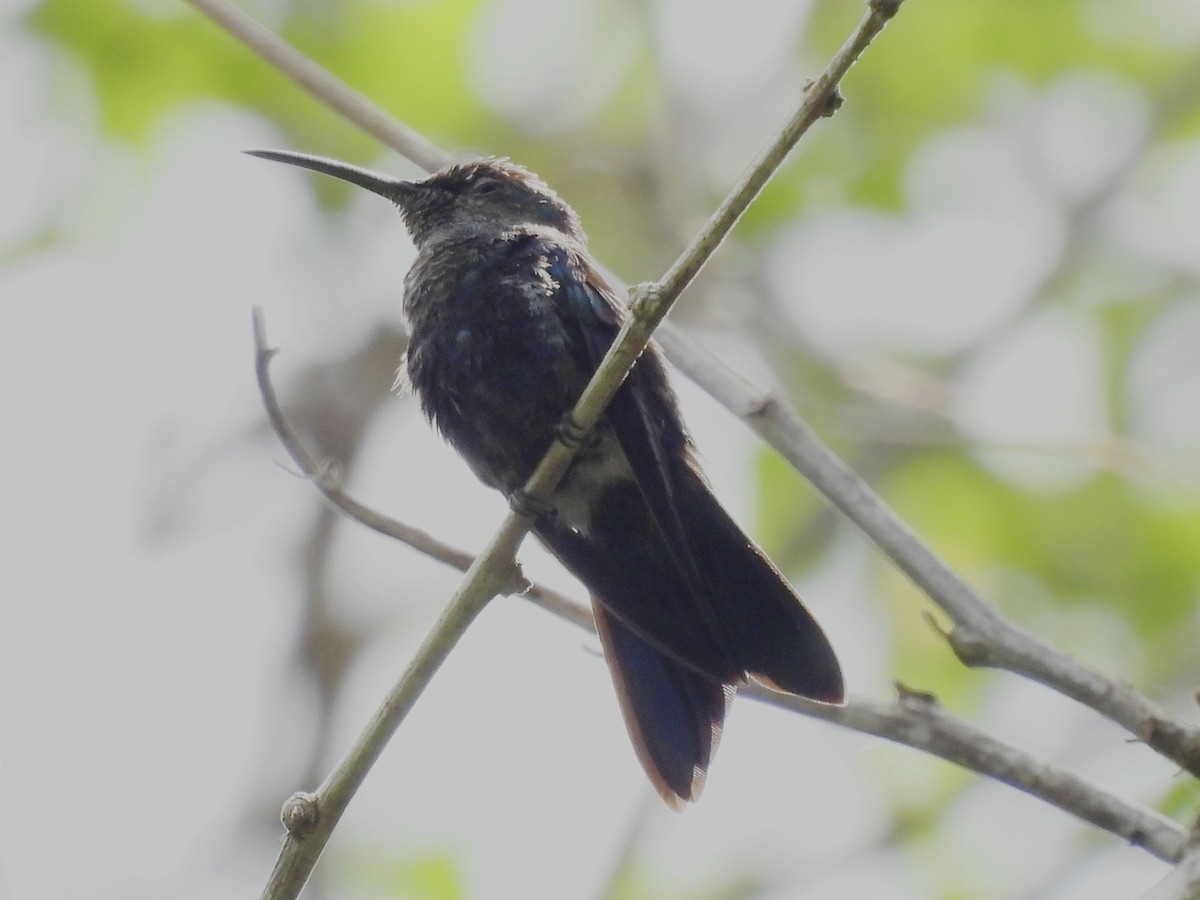 kolibřík bělořitý - ML620035112