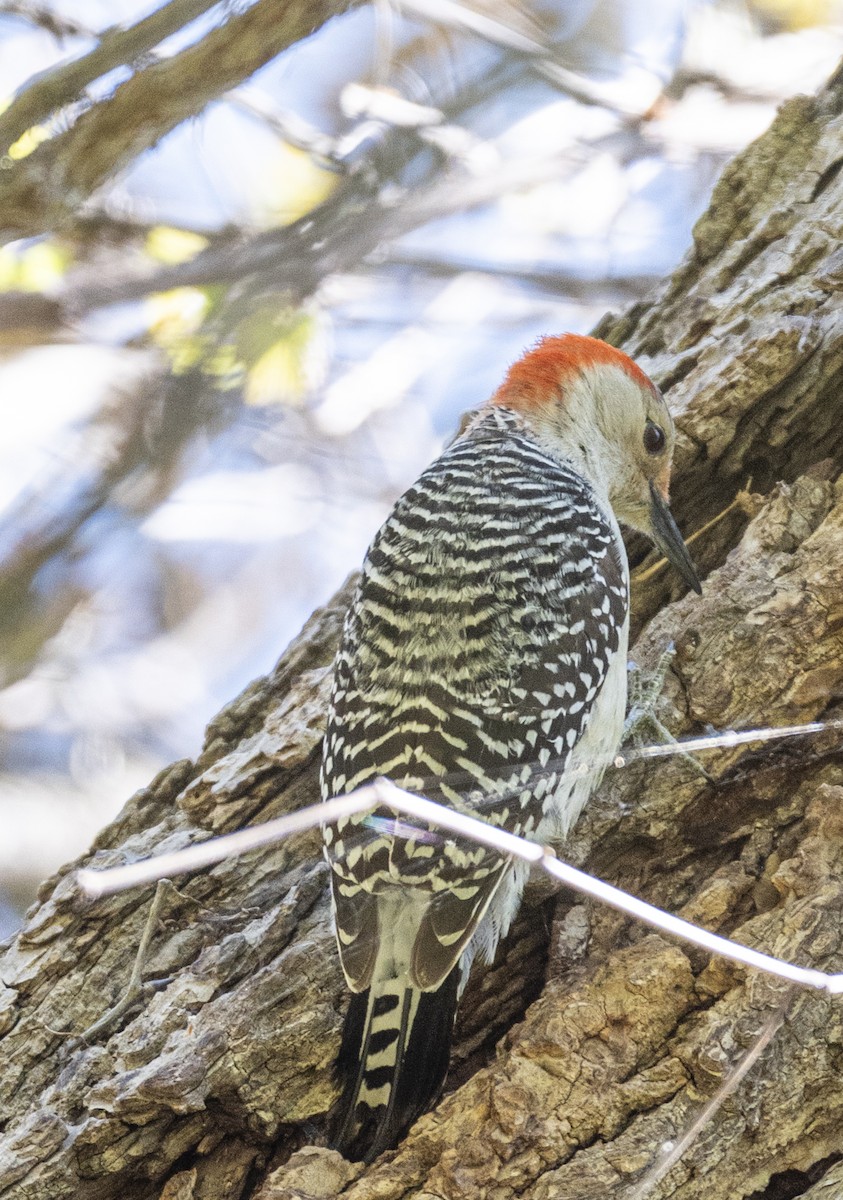 Red-bellied Woodpecker - ML620035117
