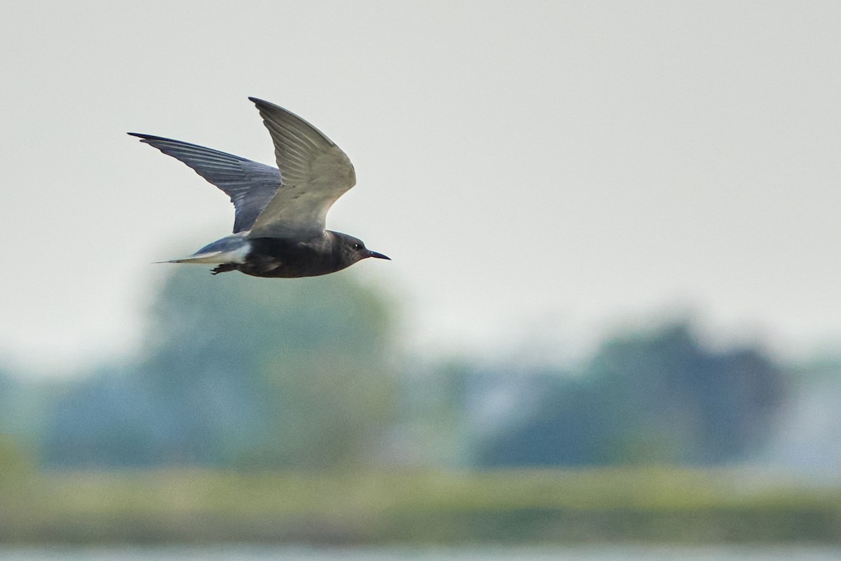 Black Tern - ML620035123