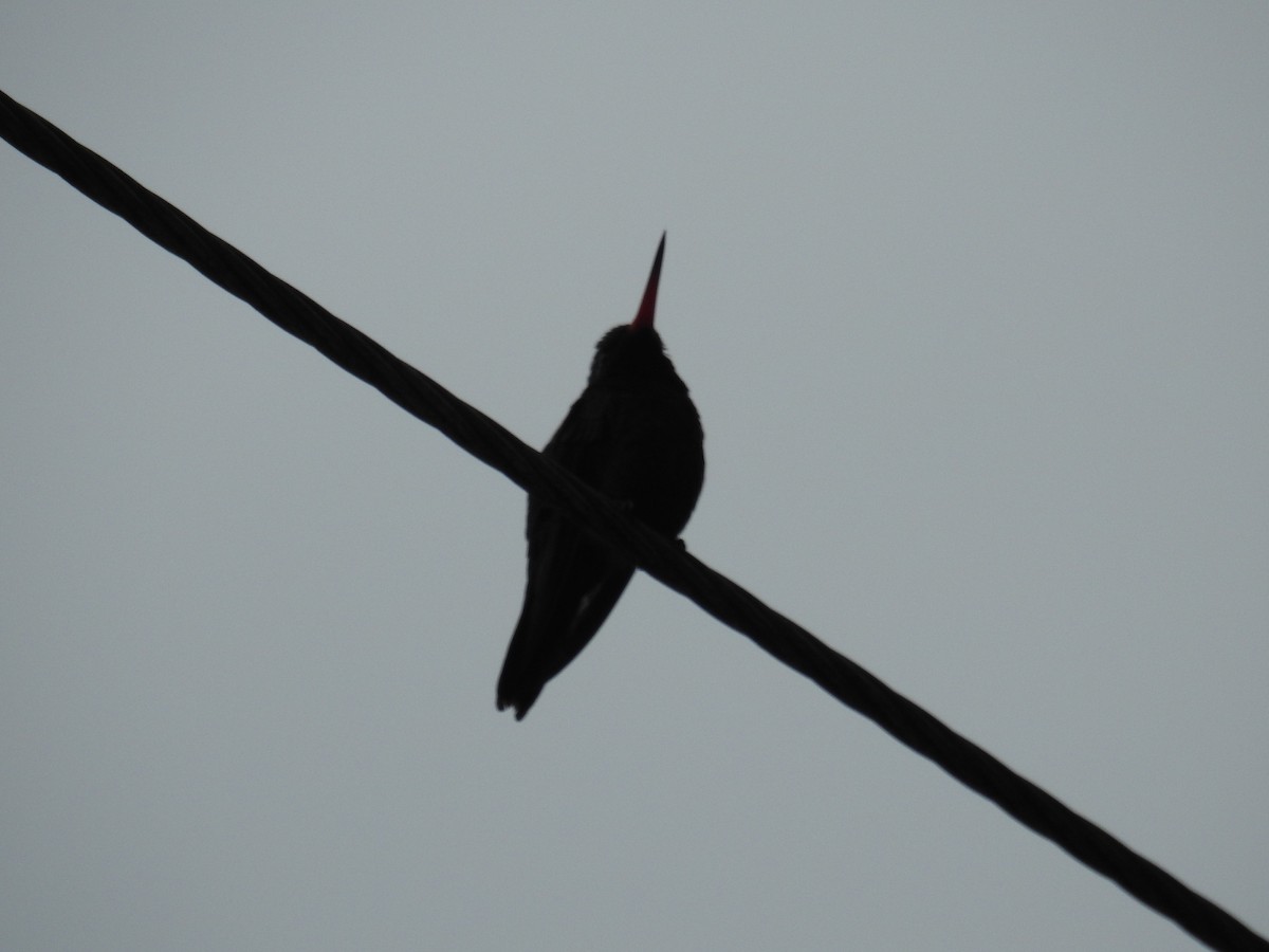 kolibřík lesklobřichý - ML620035125