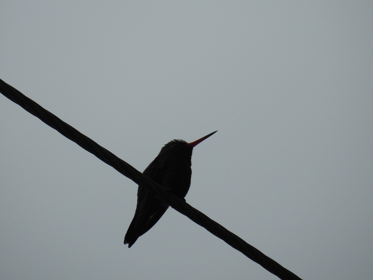kolibřík lesklobřichý - ML620035126