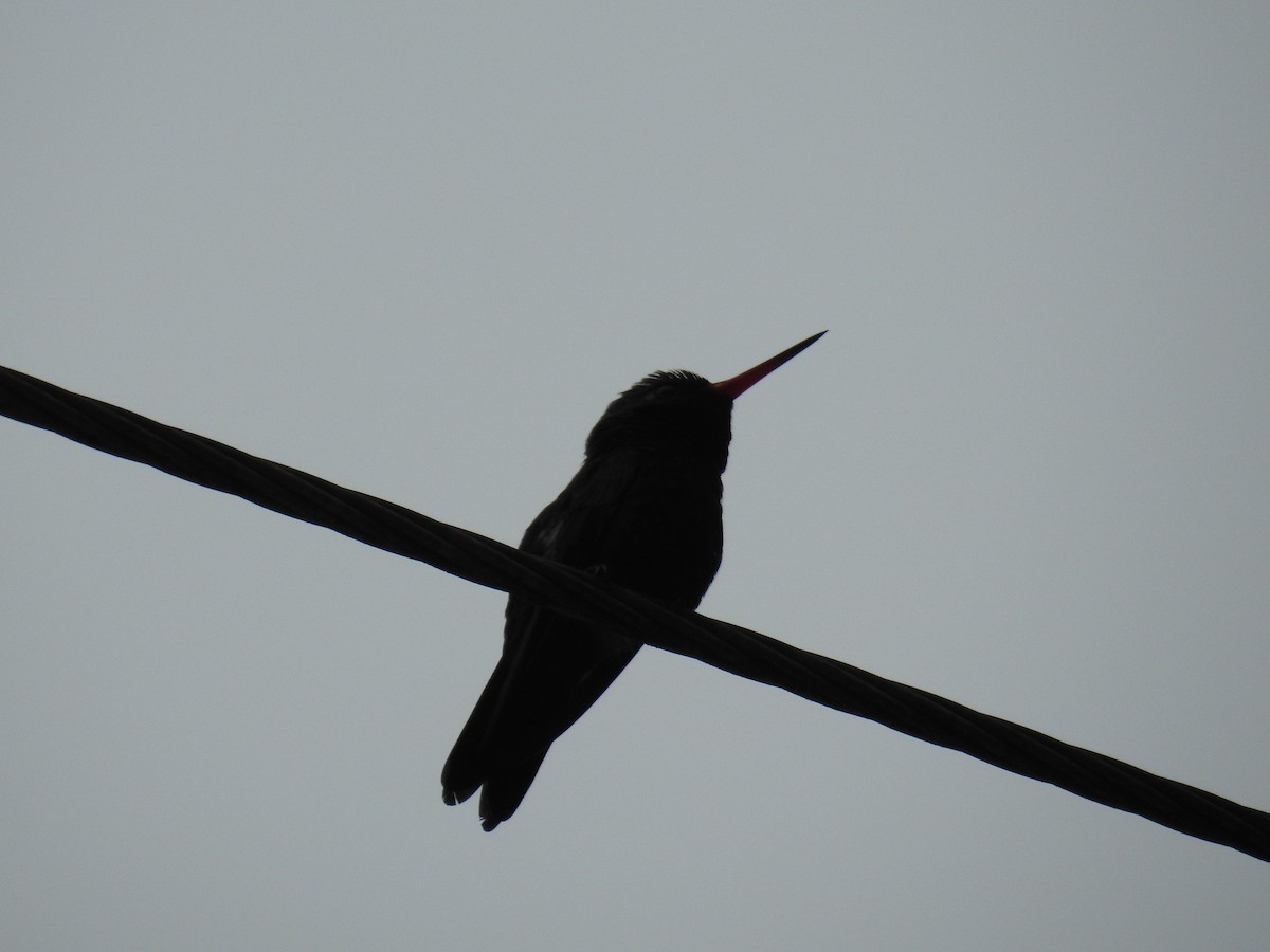 kolibřík lesklobřichý - ML620035127