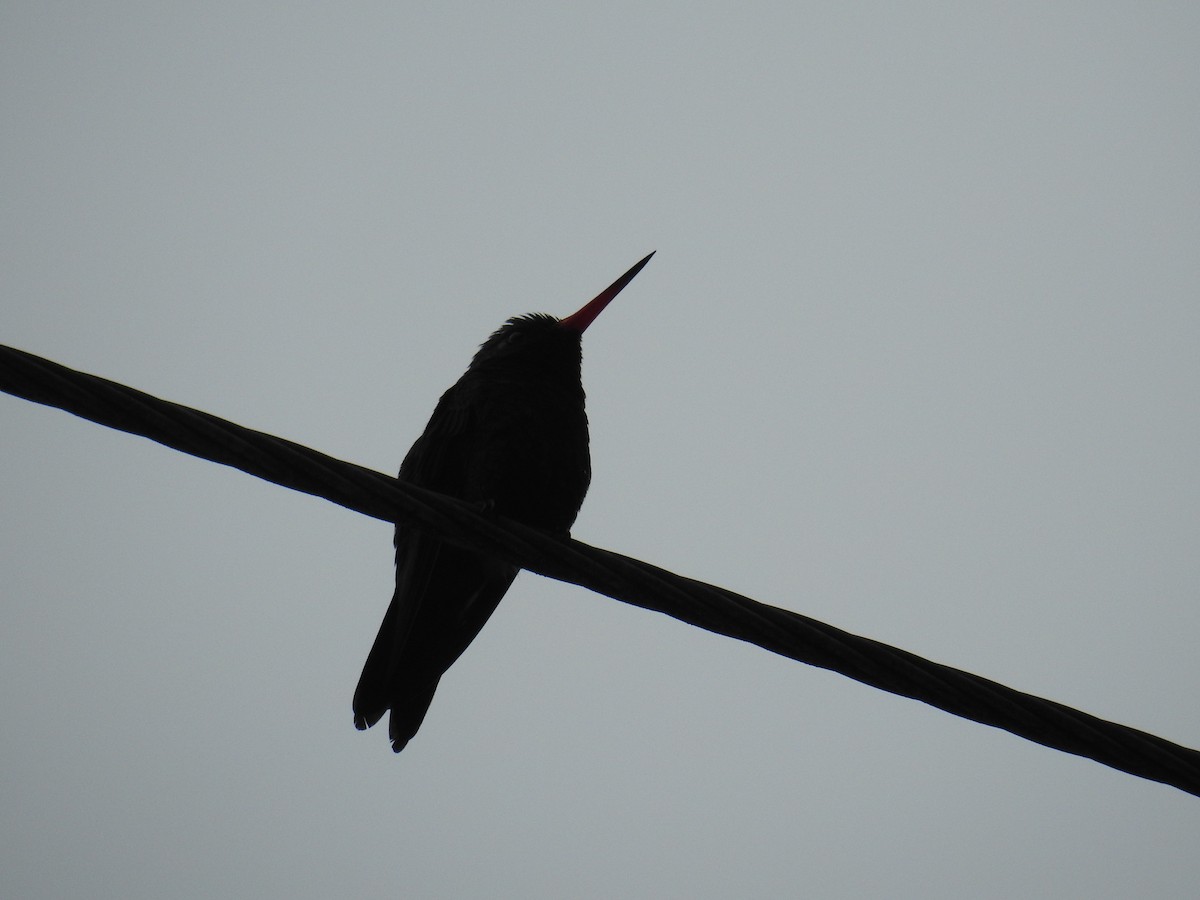 kolibřík lesklobřichý - ML620035128