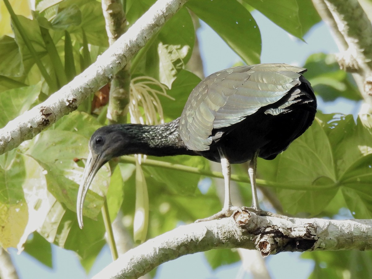 Ibis Verde - ML620035129