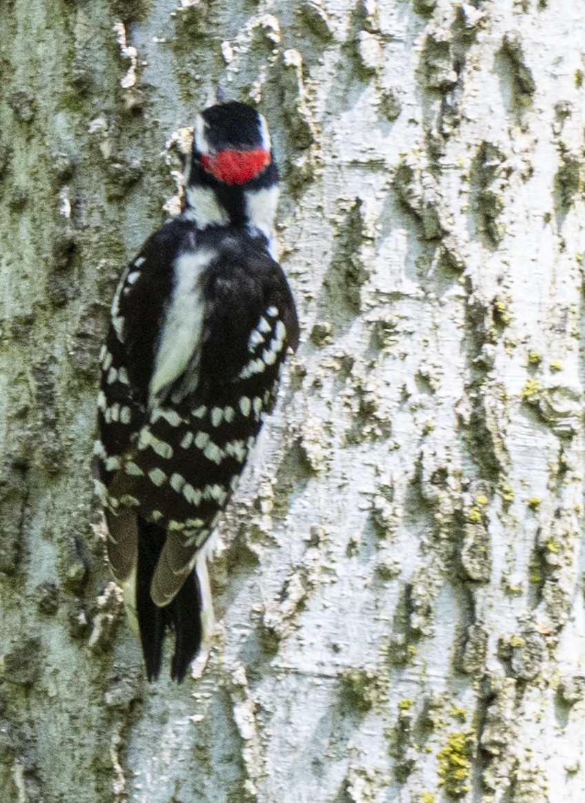 Downy Woodpecker - ML620035135