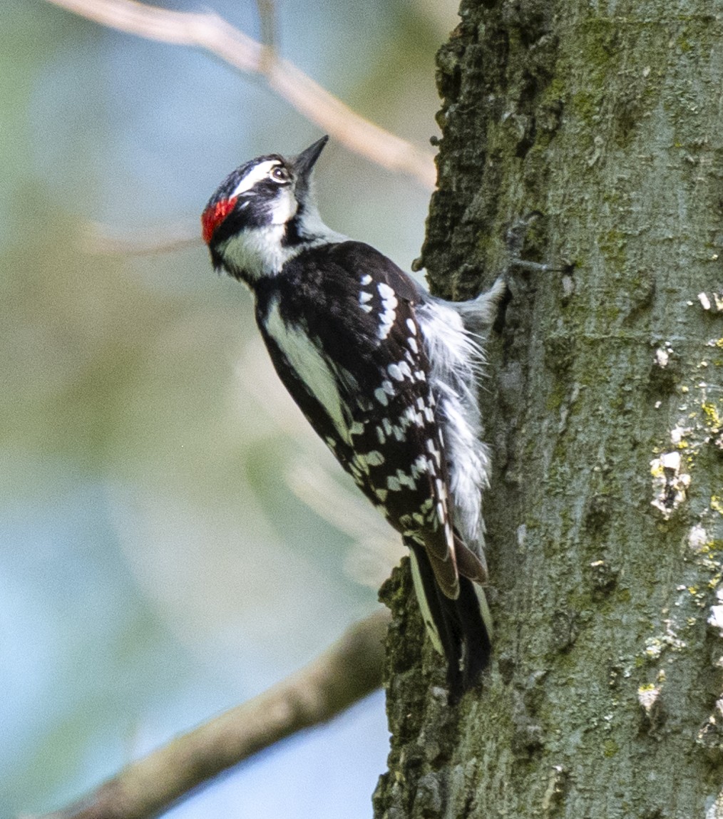 Downy Woodpecker - ML620035136
