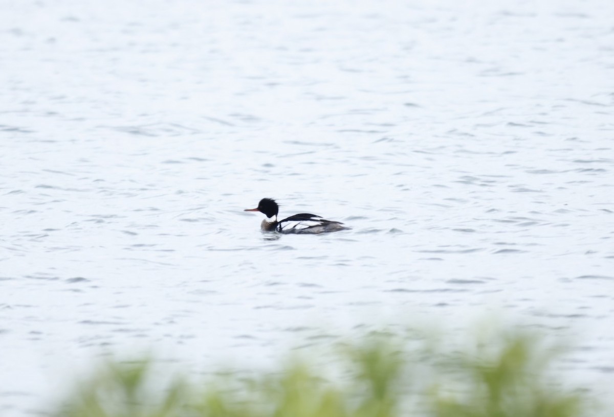 Mittelsäger - ML620035137