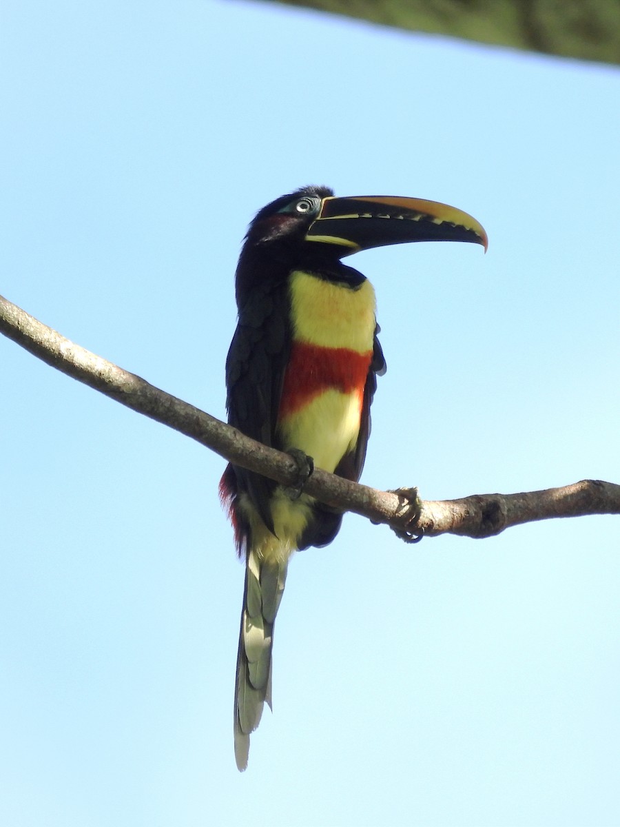 Chestnut-eared Aracari - ML620035138