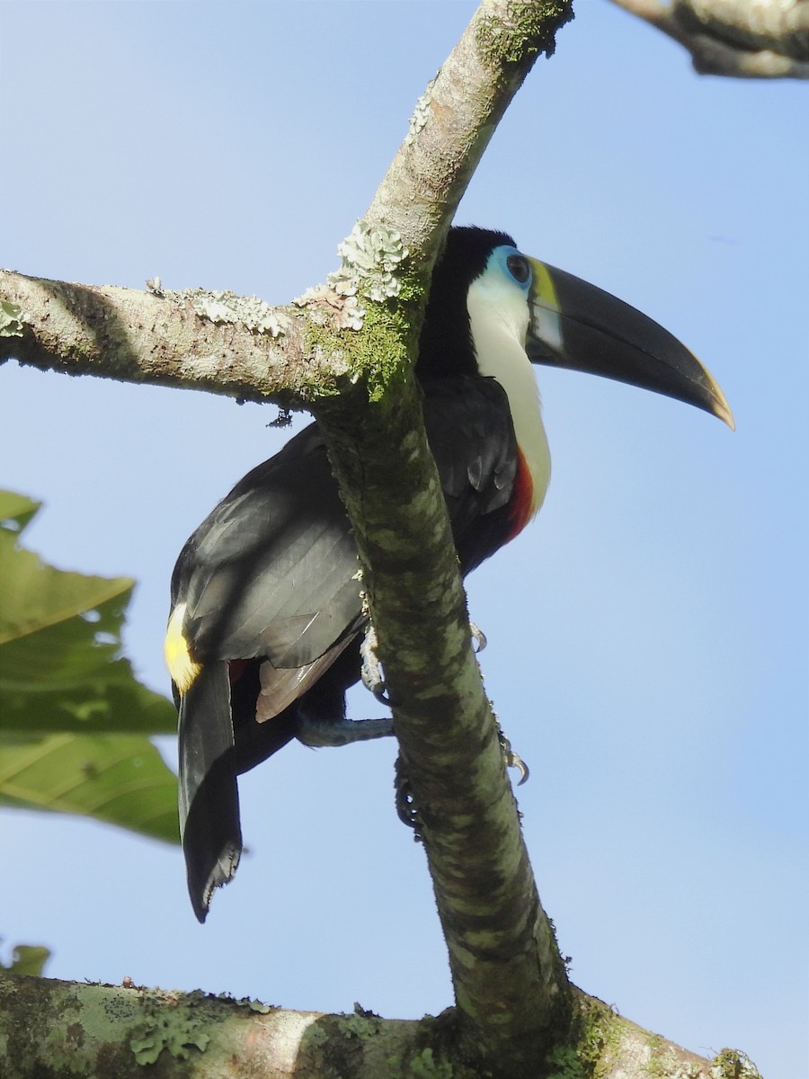 Channel-billed Toucan - ML620035173