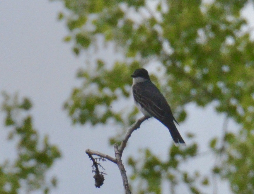 Eastern Kingbird - ML620035176