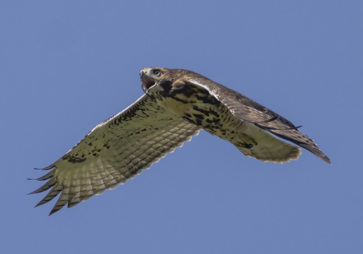 Red-tailed Hawk - ML620035179
