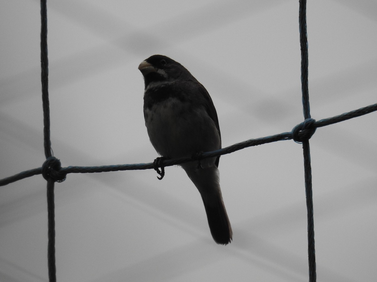 Double-collared Seedeater - ML620035184