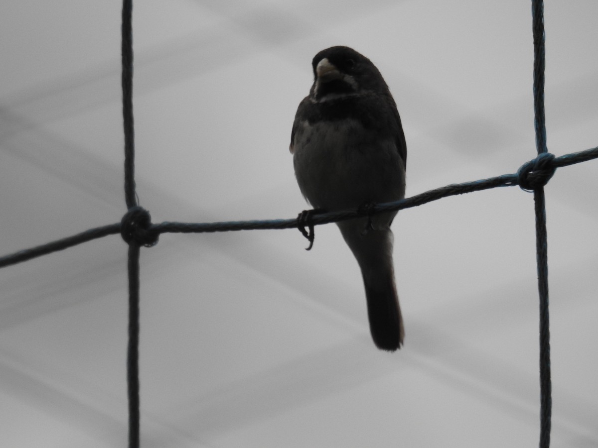 Double-collared Seedeater - ML620035185