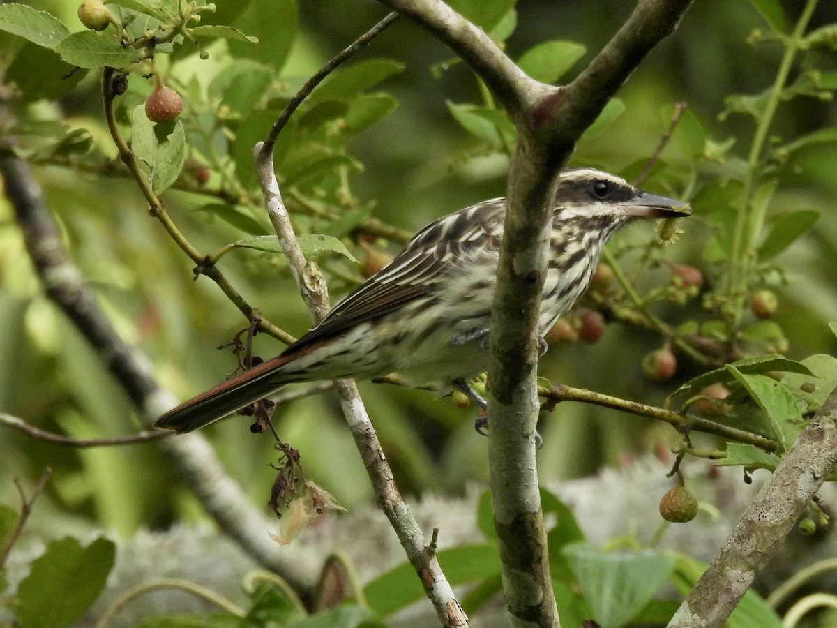 Streaked Flycatcher - ML620035186