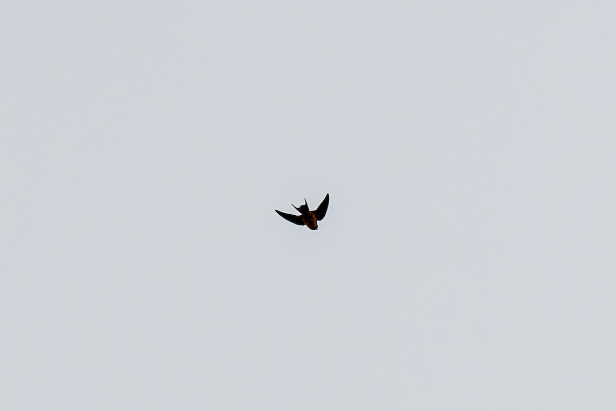 Barn Swallow - ML620035196