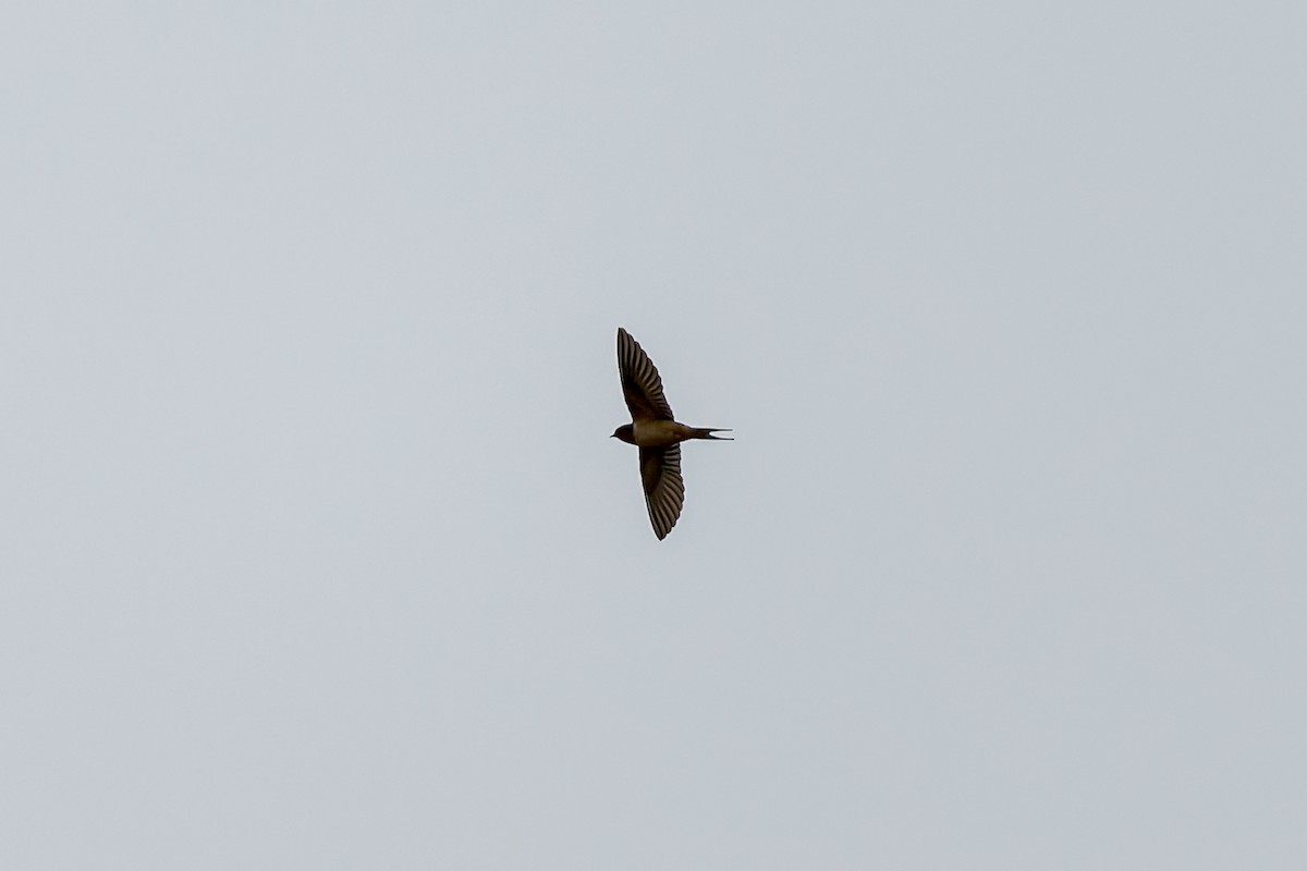 Barn Swallow - ML620035197