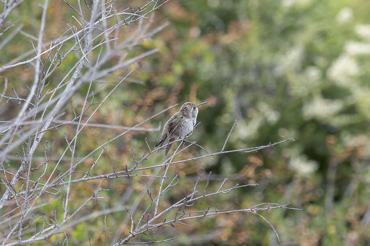 Costa's Hummingbird - ML620035228