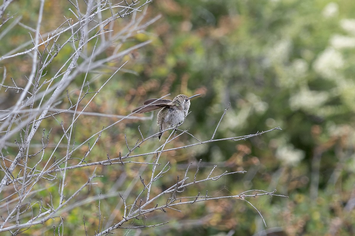 Costa's Hummingbird - ML620035229