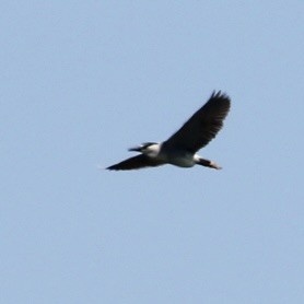 Black-crowned Night Heron - ML620035235