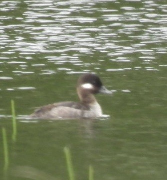 Bufflehead - ML620035241