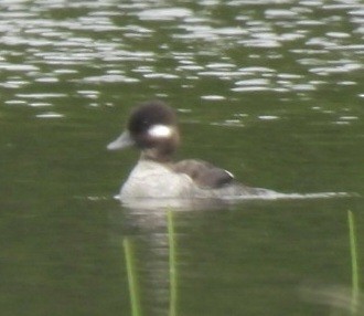 Bufflehead - ML620035242