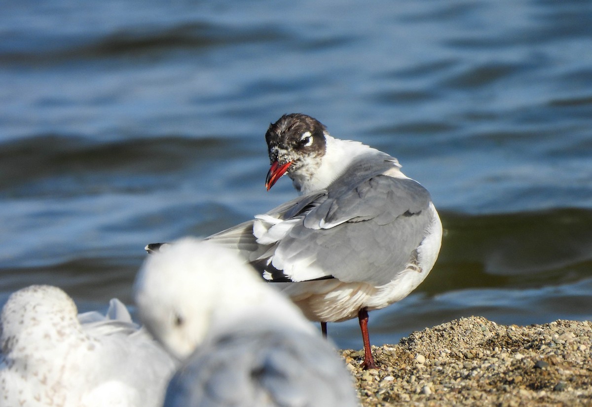 Franklin's Gull - ML620035243