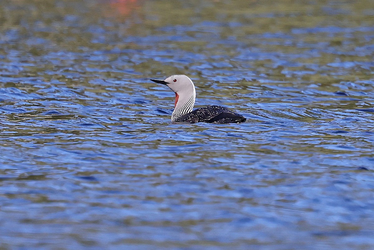 Red-throated Loon - ML620035256