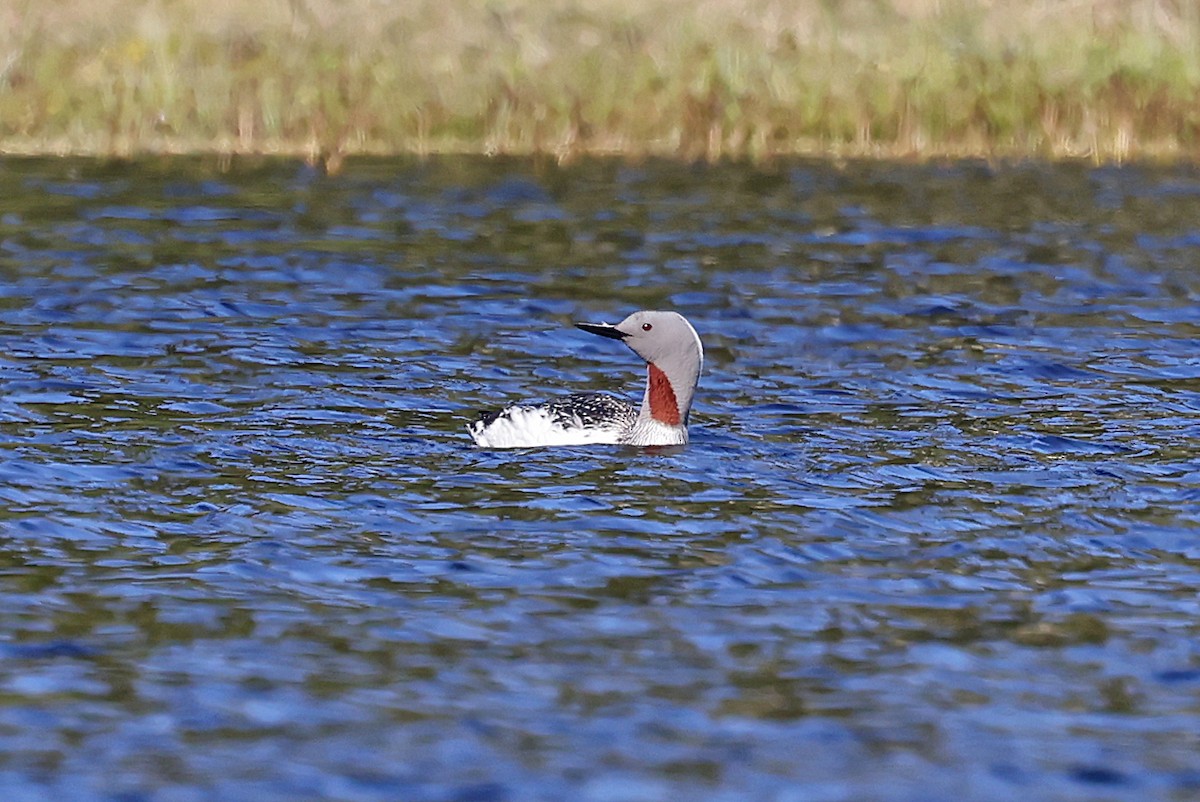 Red-throated Loon - ML620035257