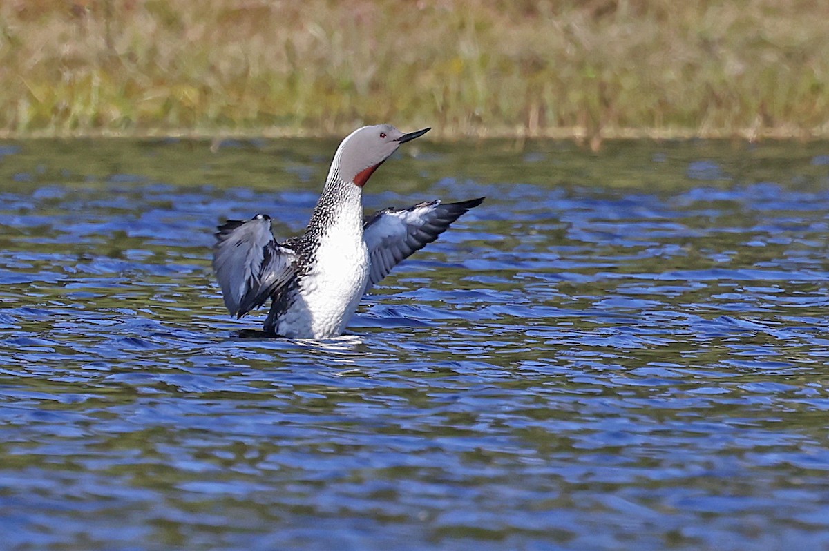 Red-throated Loon - ML620035268
