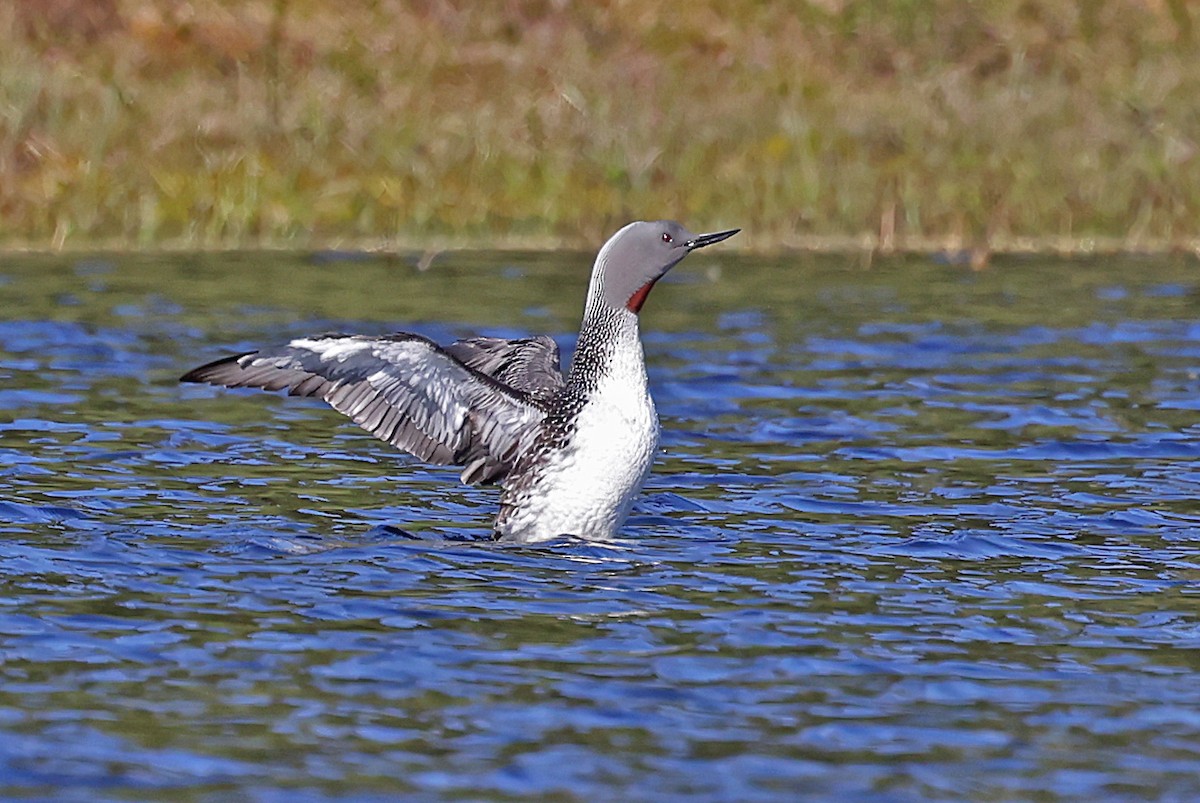 Red-throated Loon - ML620035269