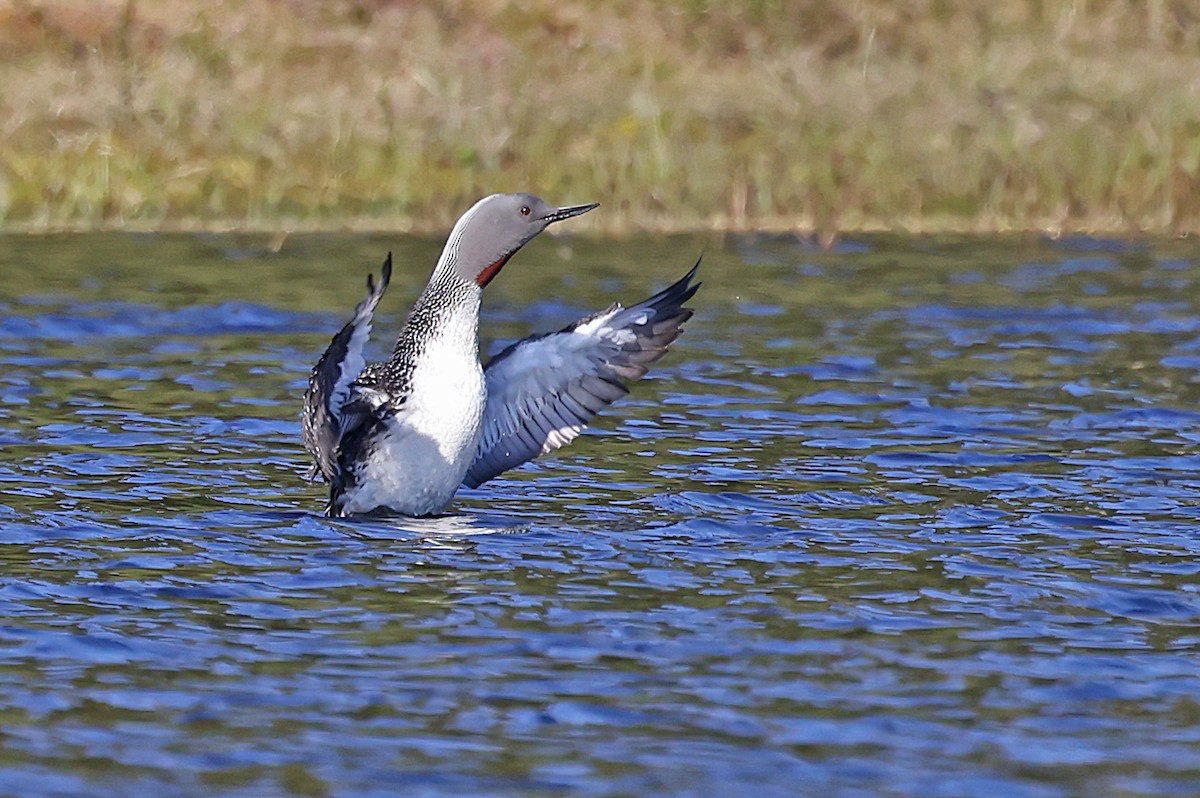 Red-throated Loon - ML620035270