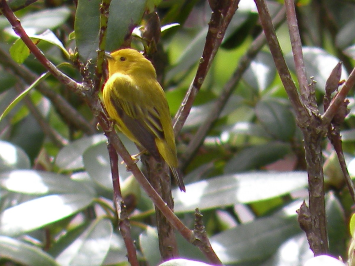 Yellow Warbler - justin  burke