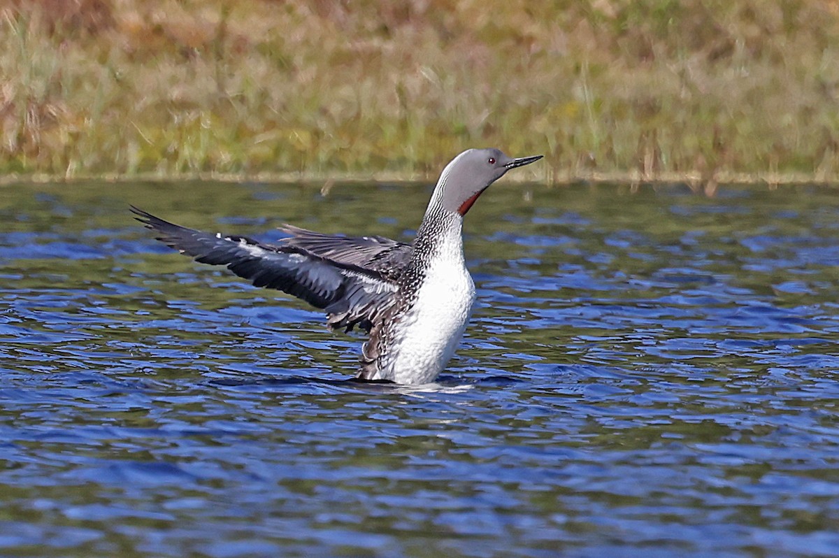 Red-throated Loon - ML620035278