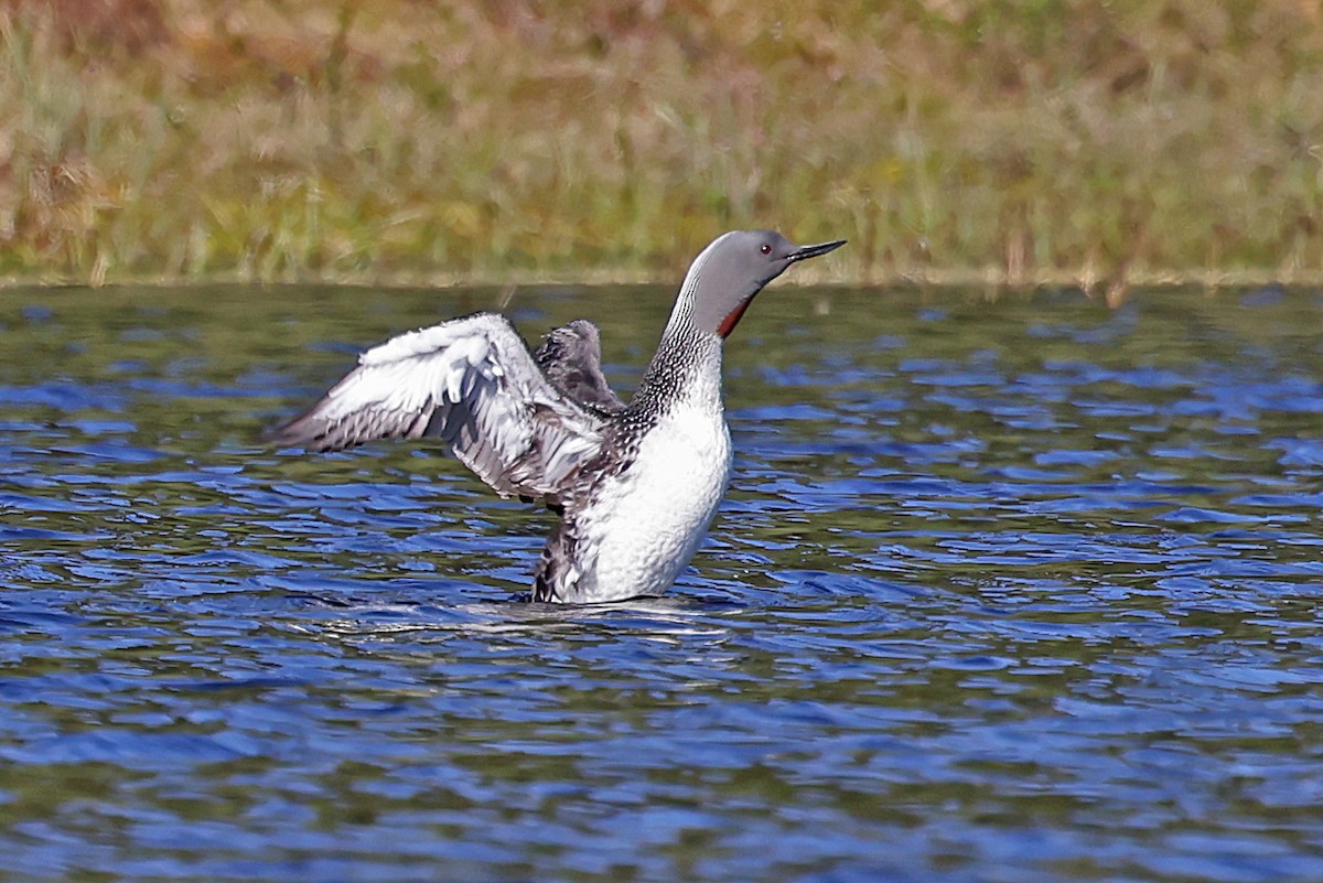 Red-throated Loon - ML620035280