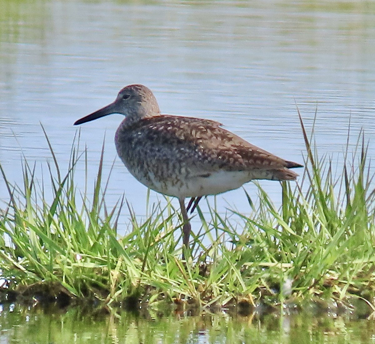 Willet - ML620035287