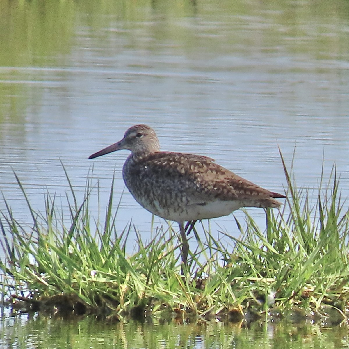 Willet - ML620035291