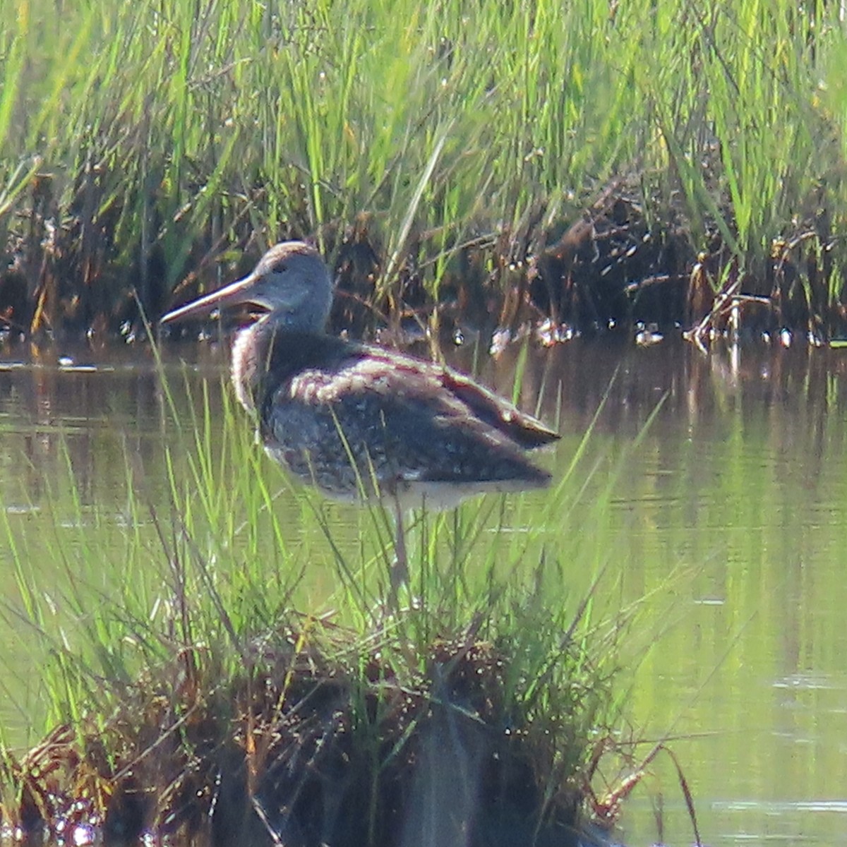 Willet - Tom & Anna Leith