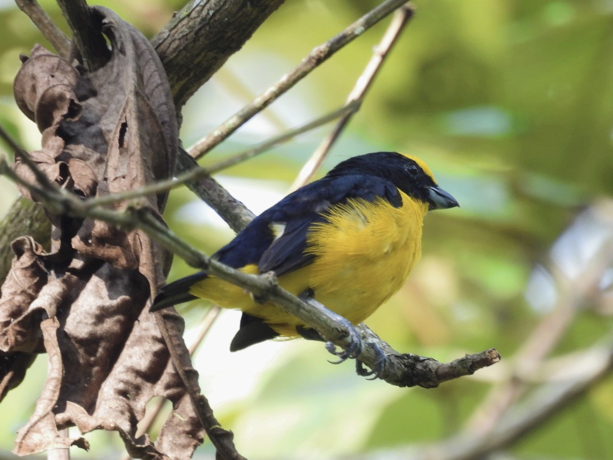 Thick-billed Euphonia - ML620035296