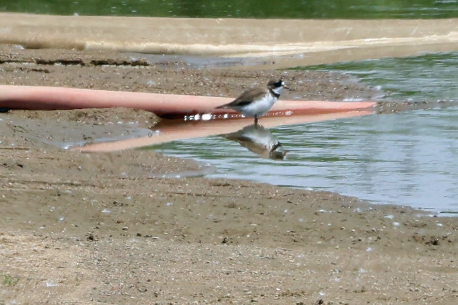 Semipalmated Plover - ML620035298