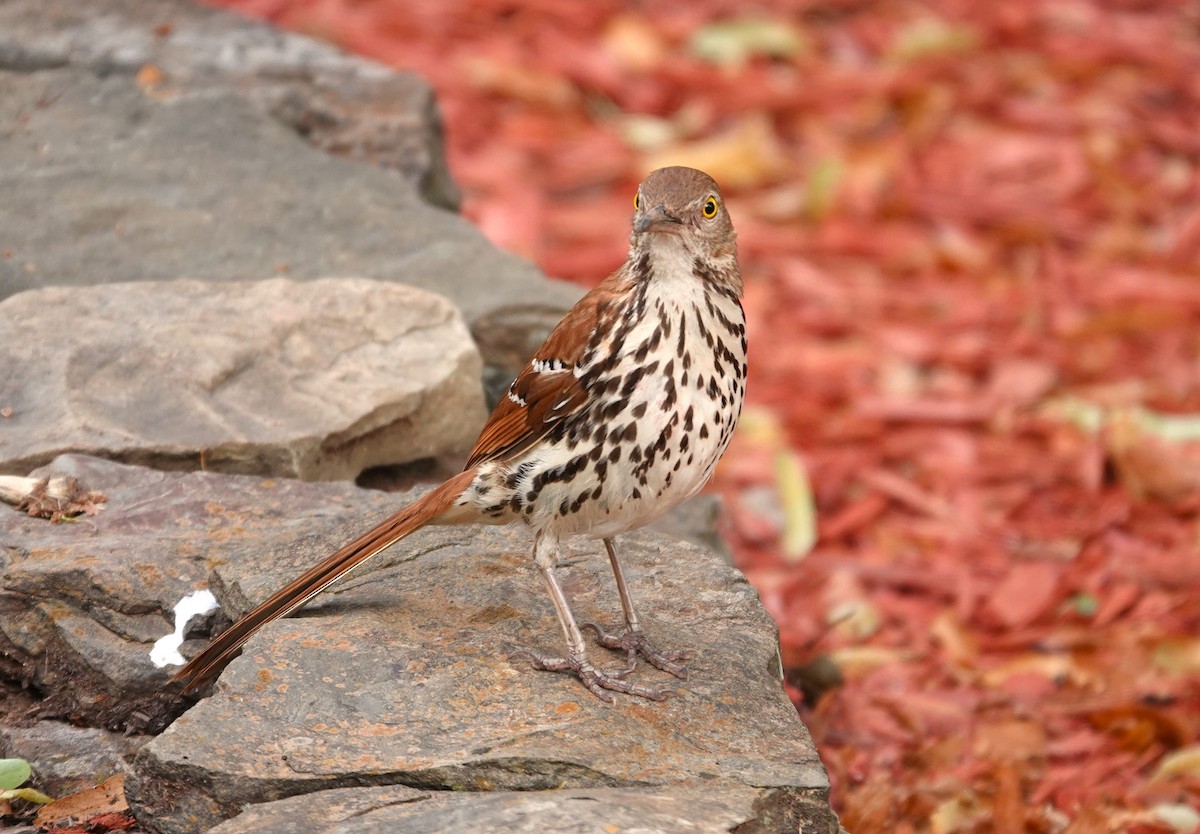 Brown Thrasher - ML620035299